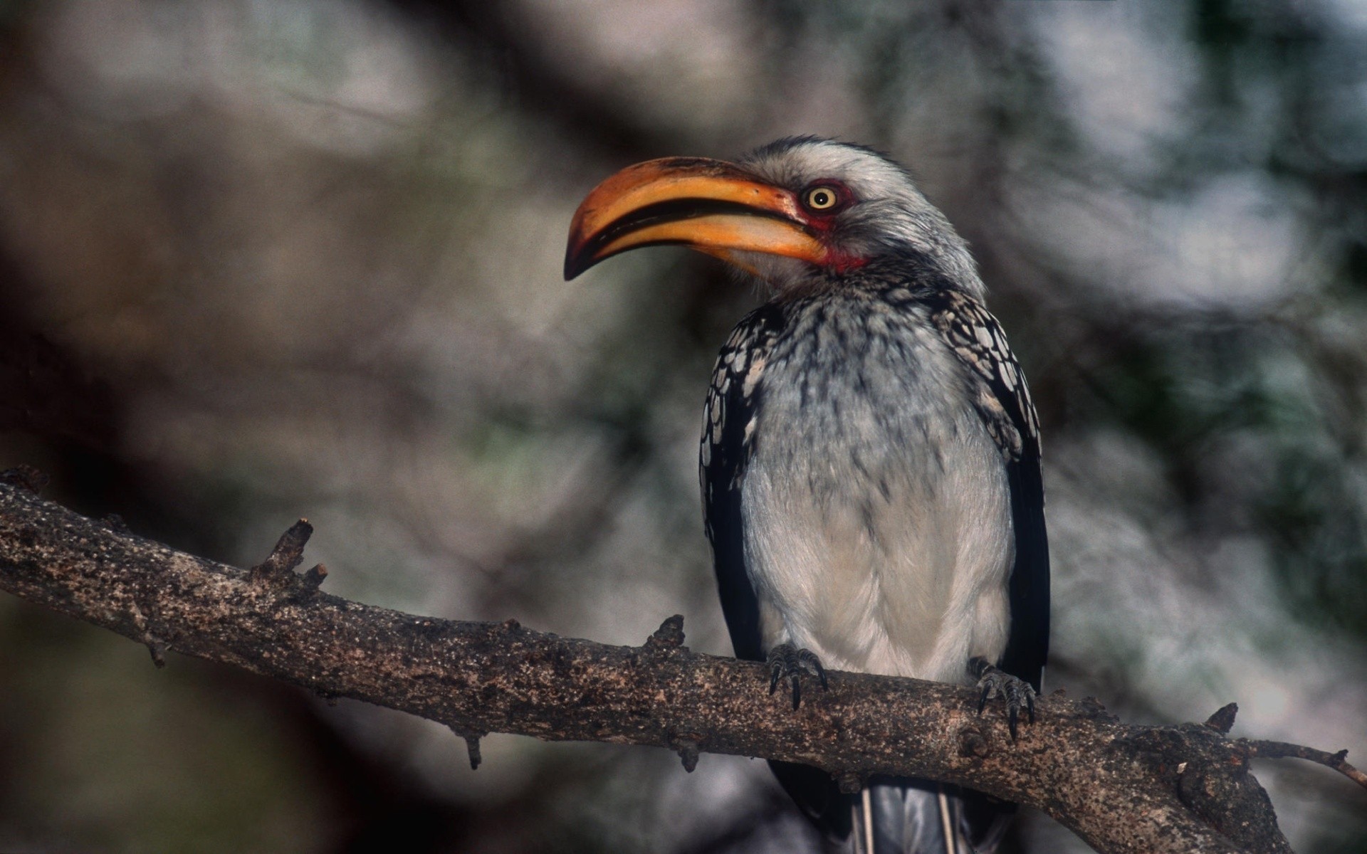 aves pássaro vida selvagem natureza avian selvagem animal ao ar livre bico