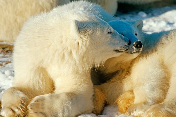 Animais selvagens no frio