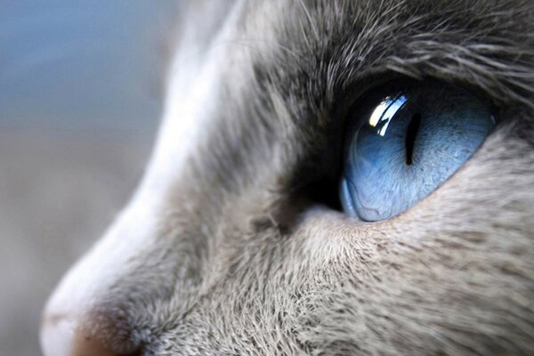 Olho azul de gato cinzento