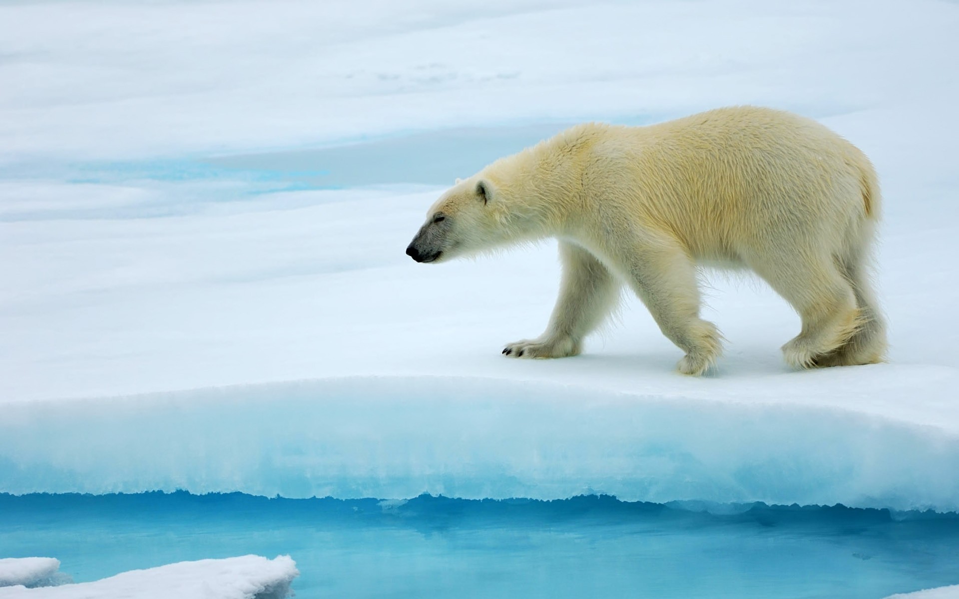 animais gelado neve inverno água gelo ao ar livre mamífero vida selvagem polar natureza frio urso urso polar