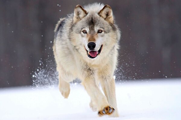 Lobo correndo na neve no inverno