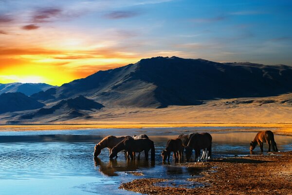 Os cavalos do lago vieram beber água