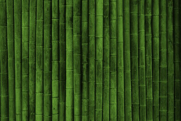 Cerca inexpugnável de bambu verde