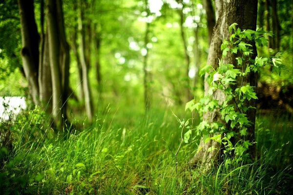 Grama verde na floresta no fundo