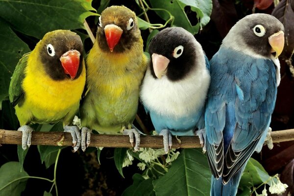 Papagaios inseparáveis símbolo de fidelidade