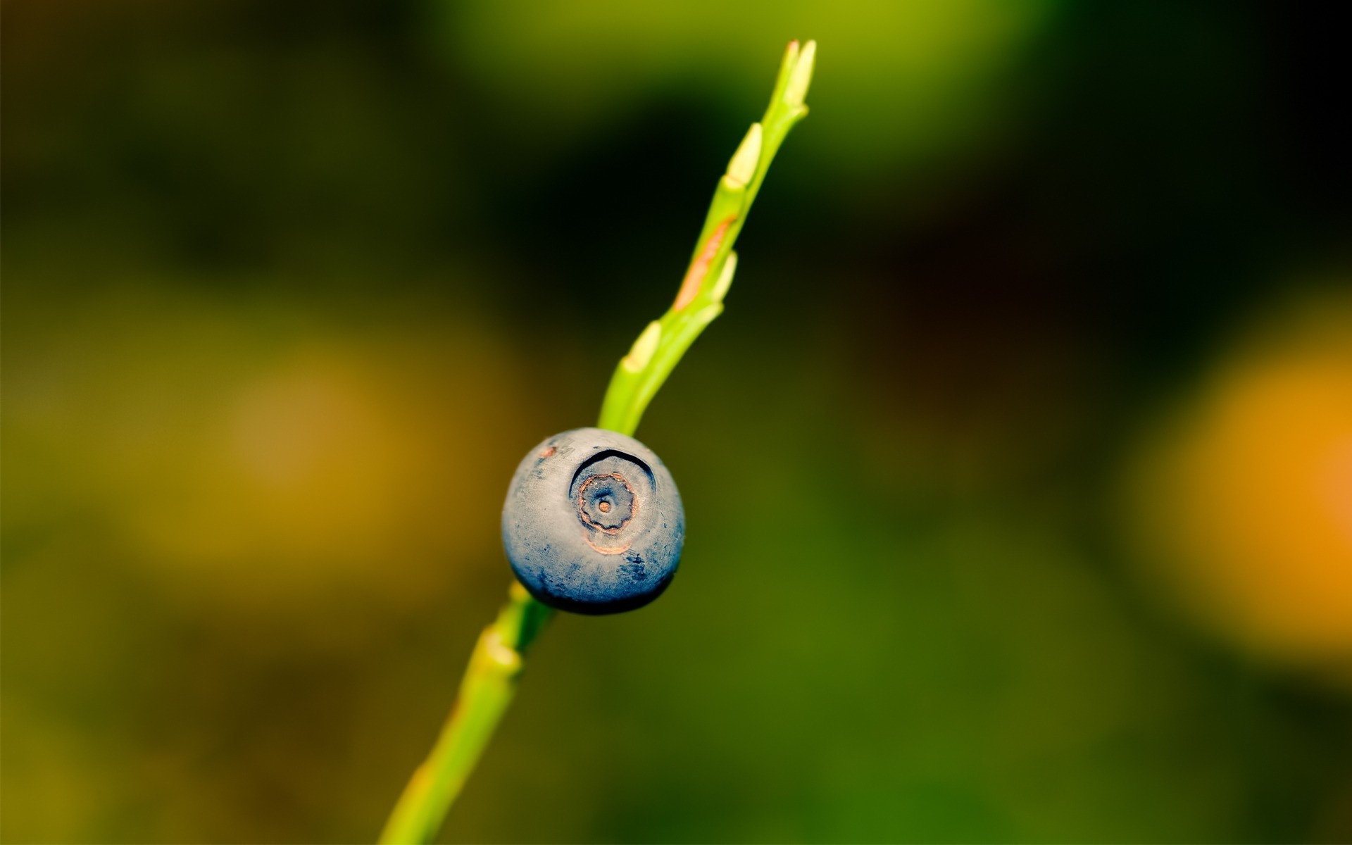 natureza folha flora borrão cor verão jardim crescimento ao ar livre queda fruta