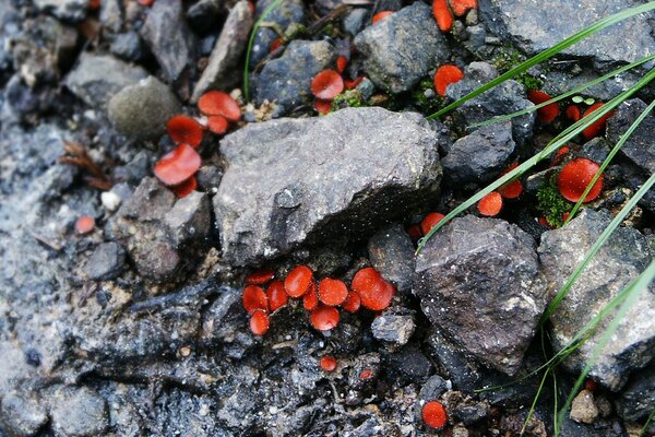 Belas fotos de plantas em pedras