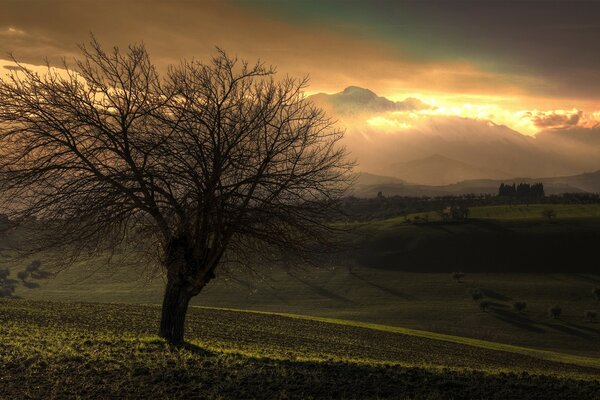 Árvore de outono ao pôr do sol