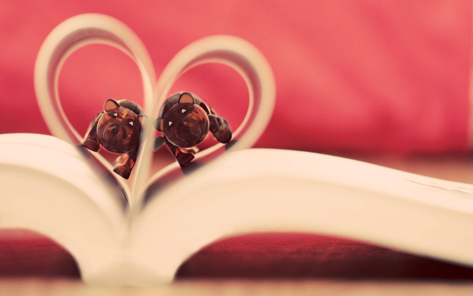 amor casamento flor romance rosa ainda vida bebida coração