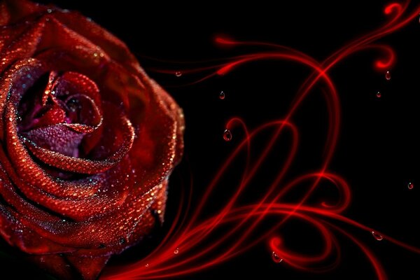 Rosa vermelha com lantejoulas em fundo preto
