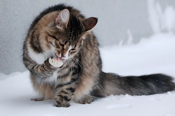 Foto de um gato na neve