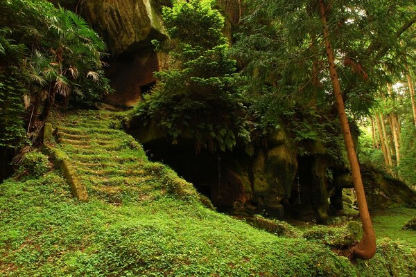 Natureza fabulosa em uma floresta verde