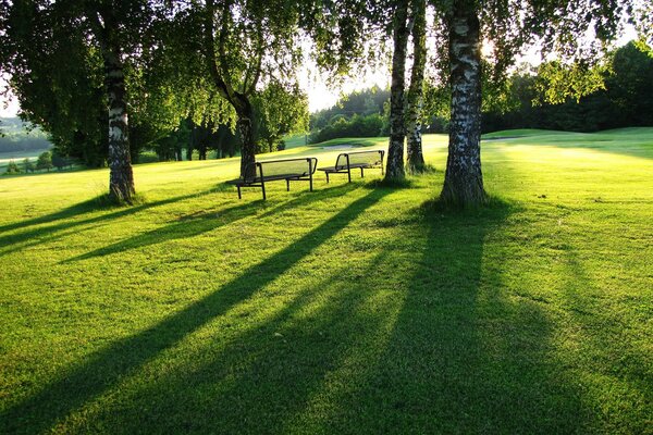 Um bosque de bétulas. parque de verão com bancos
