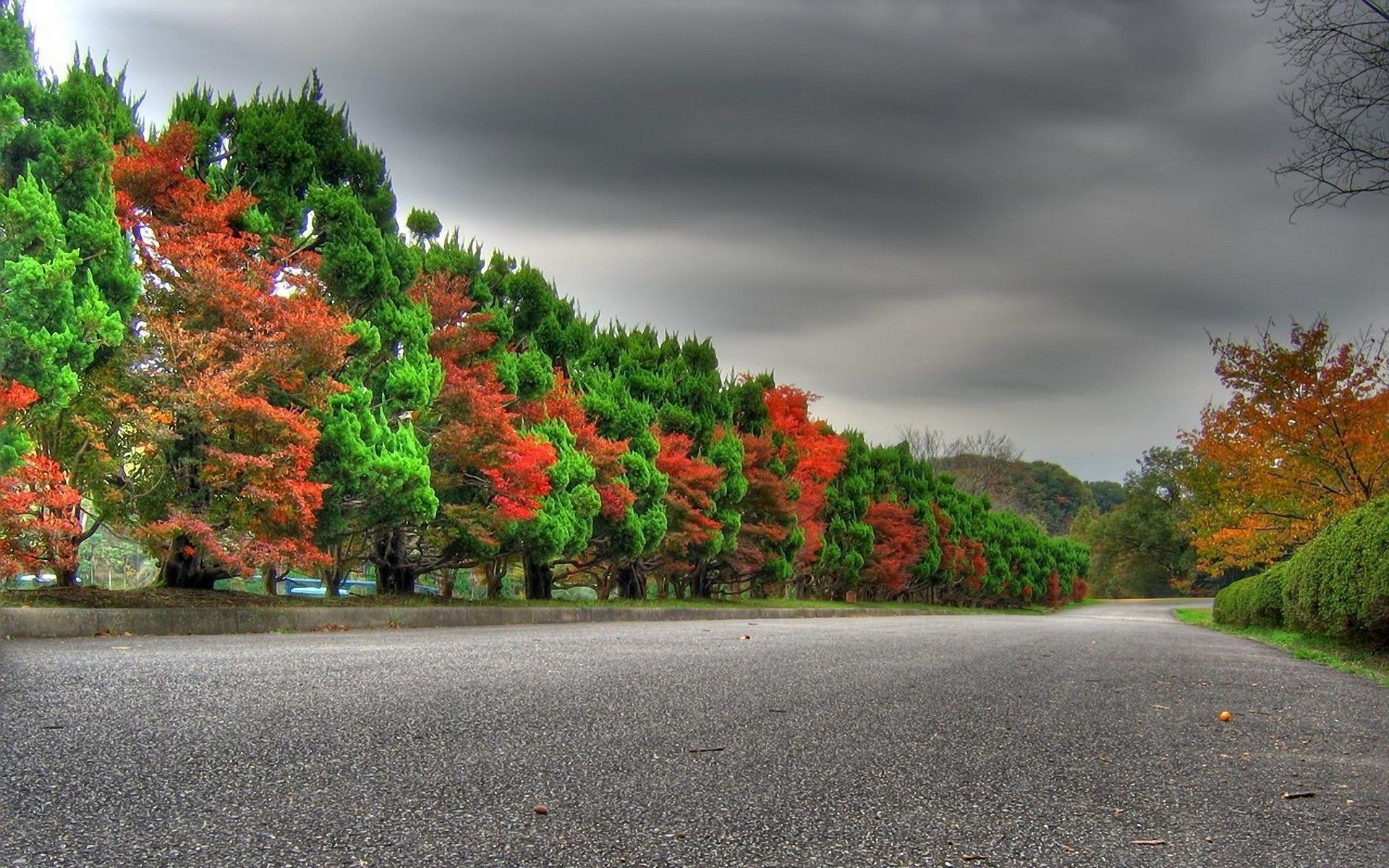 árvores estrada árvore folha outono paisagem guia ao ar livre natureza parque rua