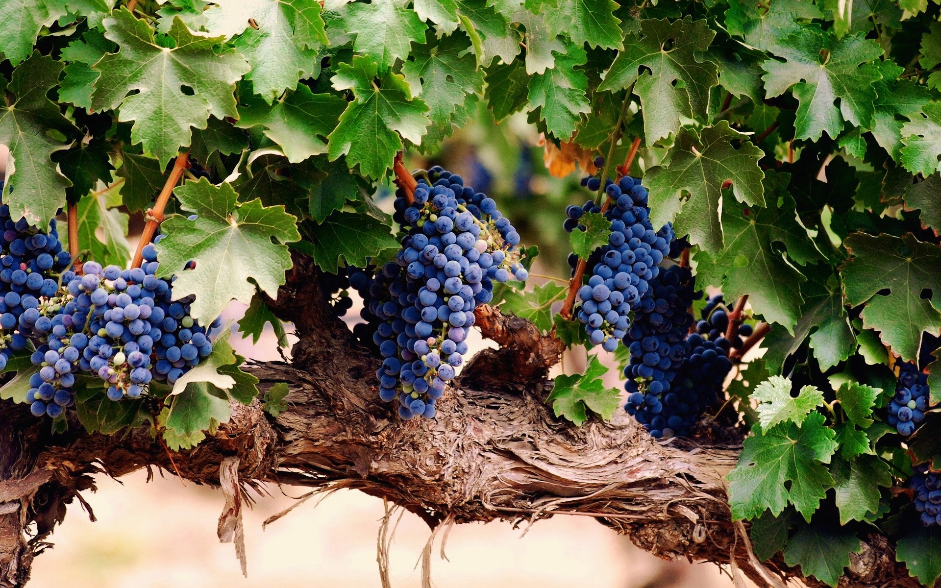 fruta uva vine vinha cluster vinho grapevine pasto adega natureza folha viticultura comida suculento agricultura flora ao ar livre vinificação crescer frutas fundo planta