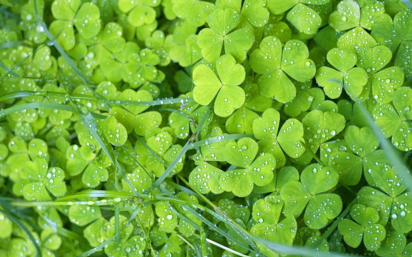 folhas folha flora natureza crescimento close-up ambiente trevo jardim frescor molhado queda desktop exuberante orvalho chuva ecologia cor verão