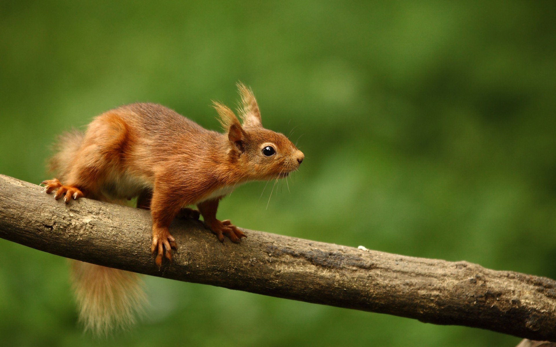 animais vida selvagem esquilo mamífero animal fofa natureza roedor pequeno madeira cauda