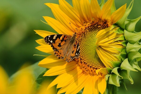 Borboleta poliniza grande girassol