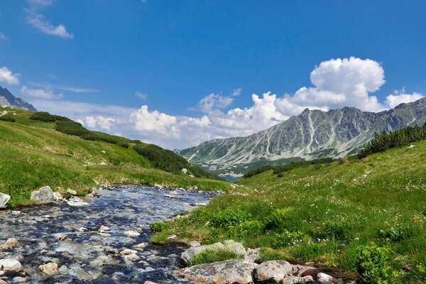 Paisagem de um rio de montanha pura