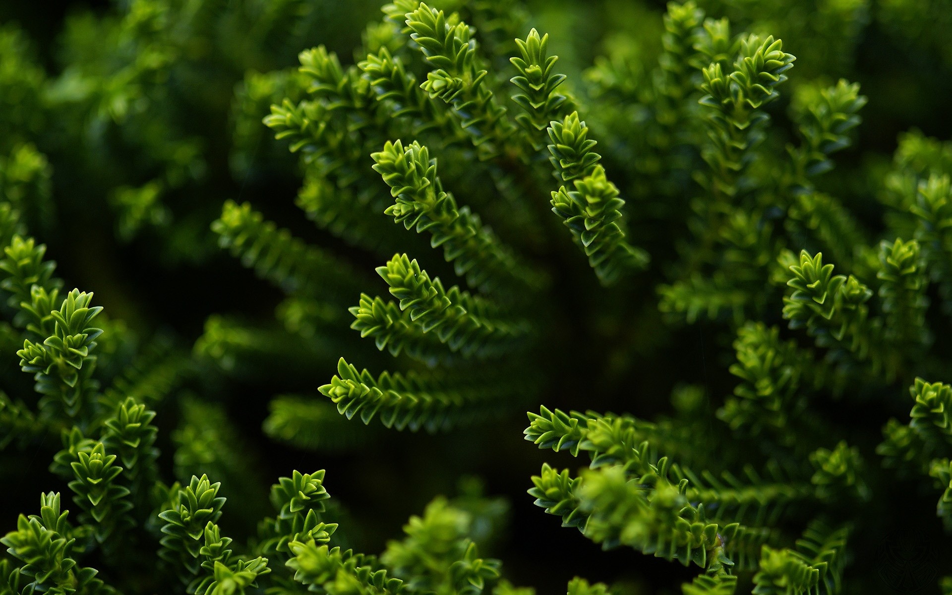 plantas folha flora natureza fern árvore jardim exuberante crescimento medicina close-up ambiente ao ar livre desktop frescura comida biologia verão verde