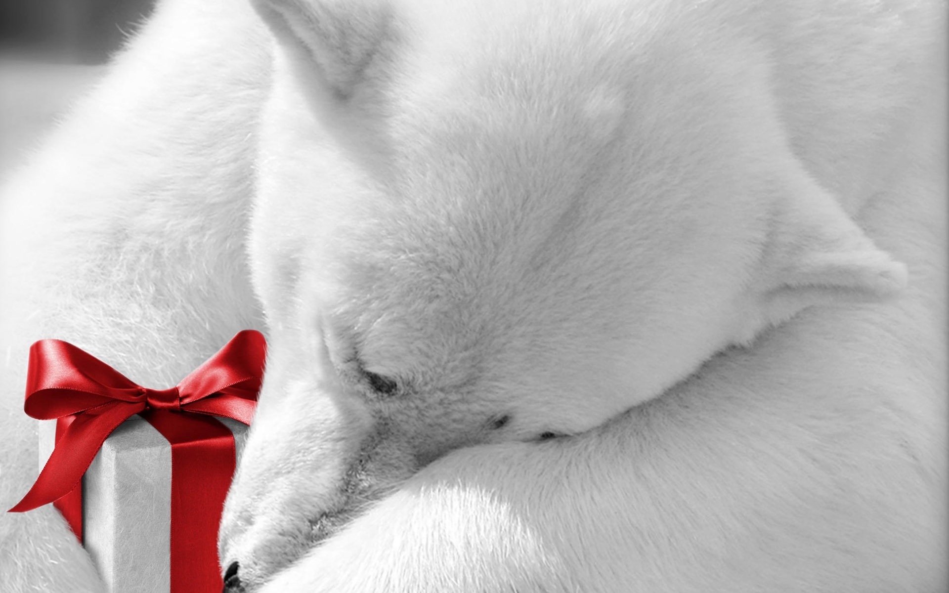 animais mamífero pele animal solteiro cão fofa animal de estimação retrato gato natal urso urso polar urso polar