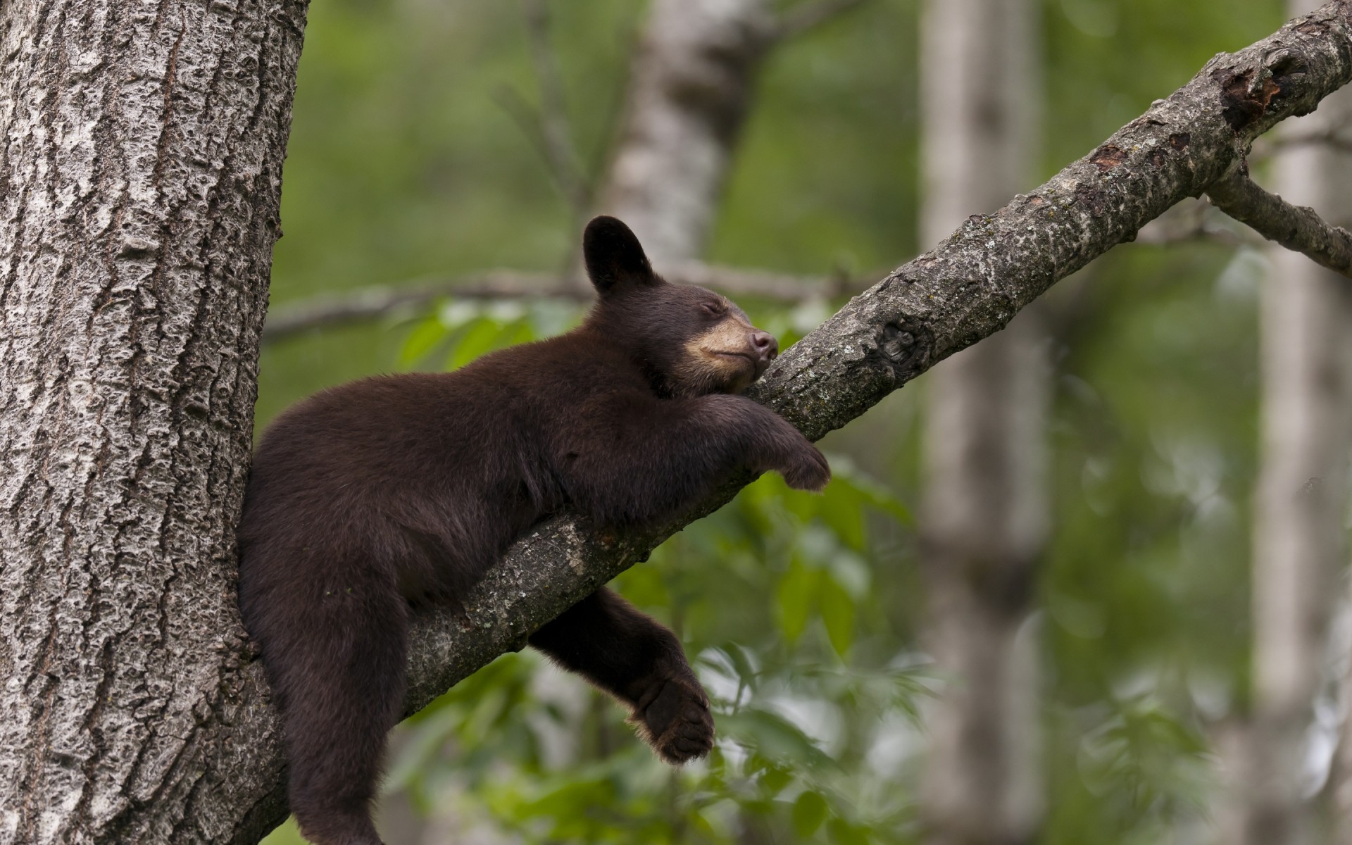 animais vida selvagem mamífero madeira madeira ao ar livre natureza urso