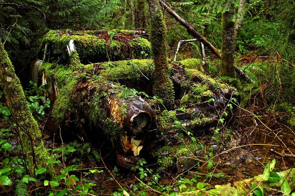 Carro Peludo, paisagens de madeira