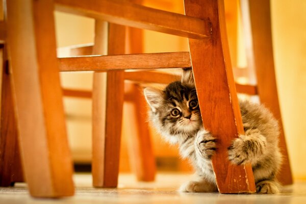 Gatinho bonito raspa móveis