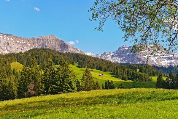 Prado com árvores verdes No fundo das montanhas nevadas