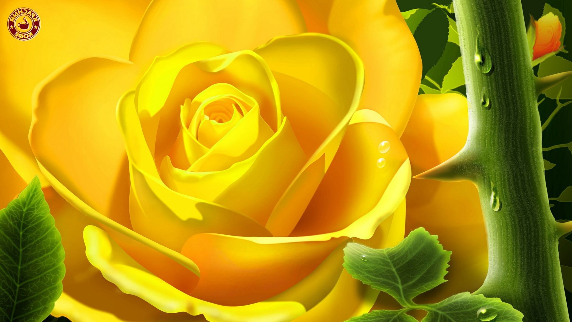 rosas natureza flor folha cor flora bela desktop brilhante floral verão