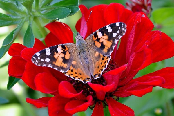 Borboleta sentada em uma flor vermelha