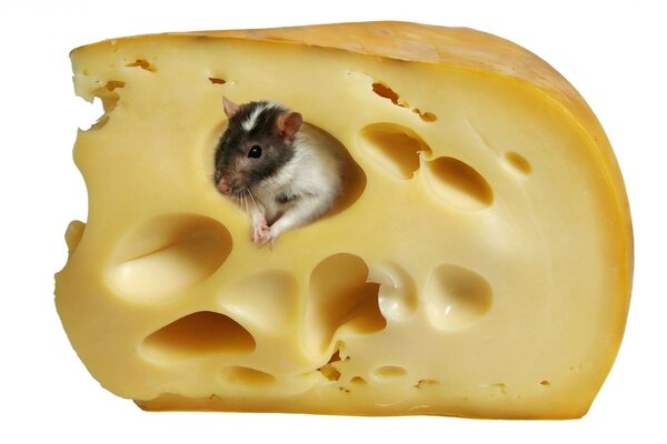 Imagem de um rato sentado em uma fatia de queijo