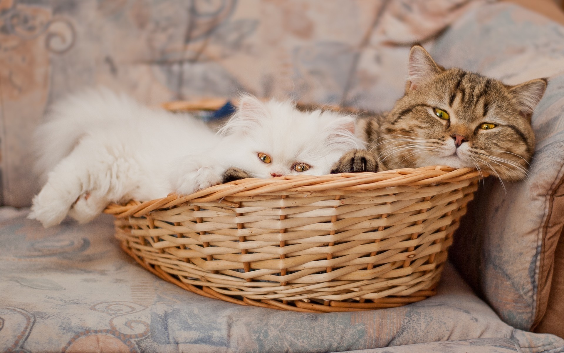 gatos gato gatinho cesta animal de estimação fofa animal mamífero pele retrato doméstico para baixo olho tabby jovem natureza sozinho ver sentar cabelo gatinho