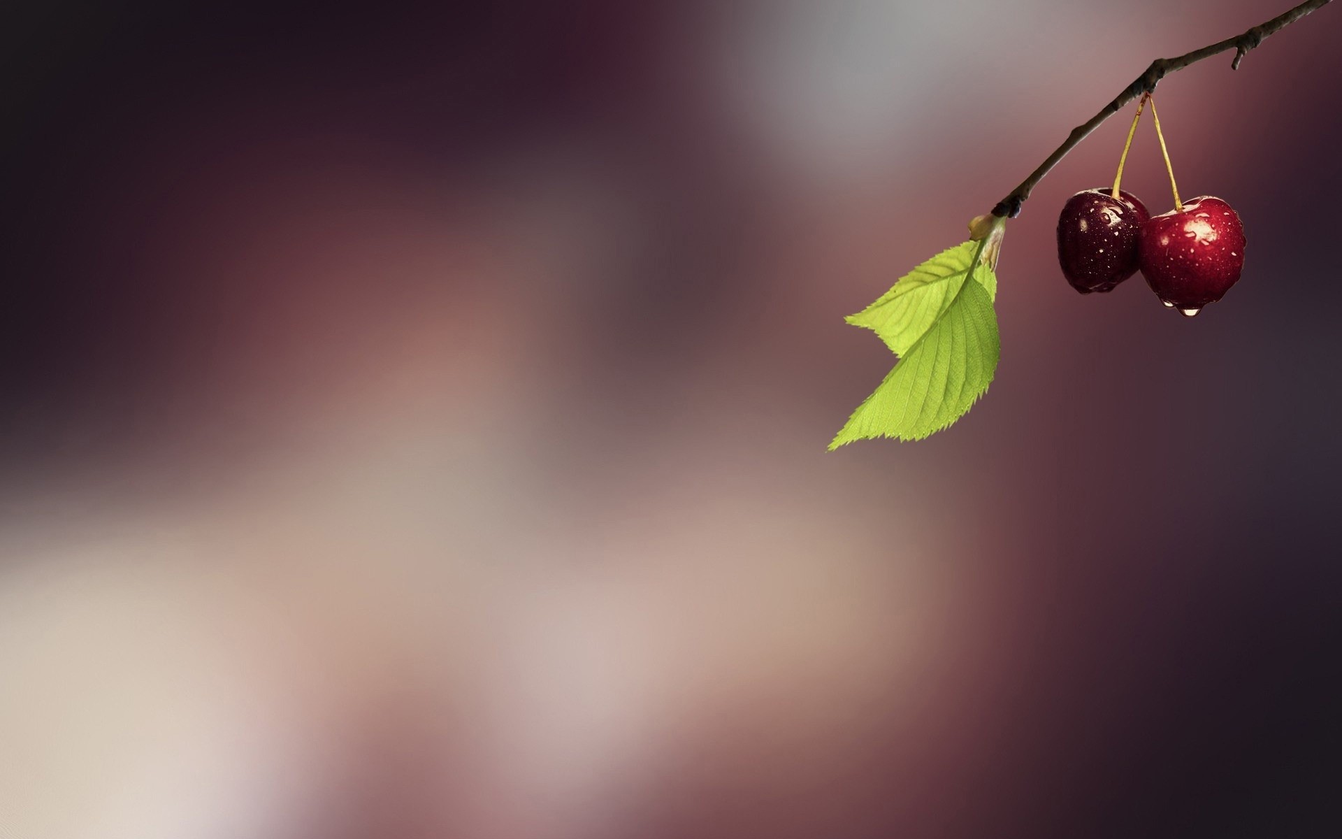 desfocagem natureza folha resumo arte cerejas frutas