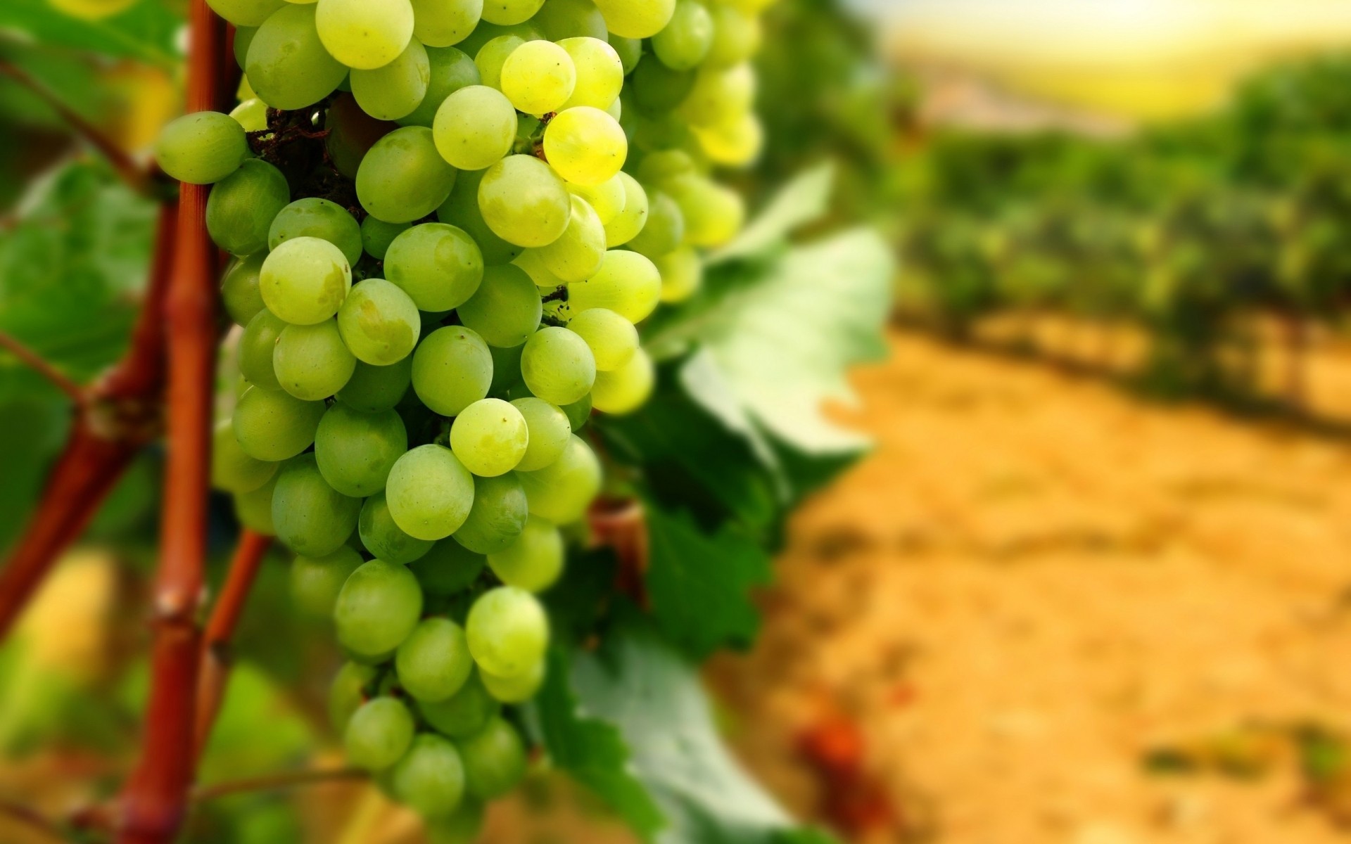 uva vinho vine natureza folha fruta vinha adega grapevine pasto comida viticultura flora pilha cluster crescimento verão saudável desktop uva fruta