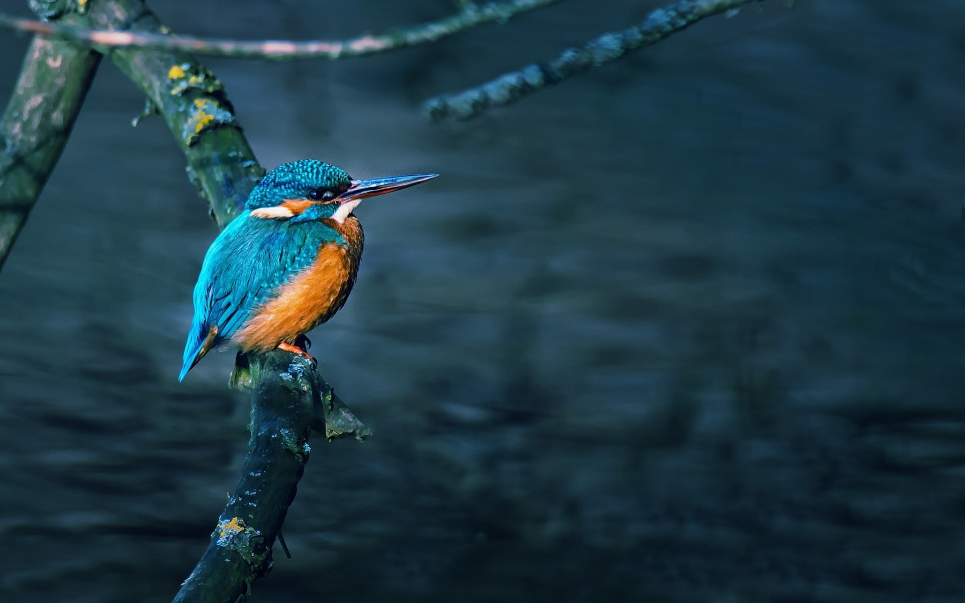aves pássaro natureza água vida selvagem ao ar livre rio deslumbrante bela