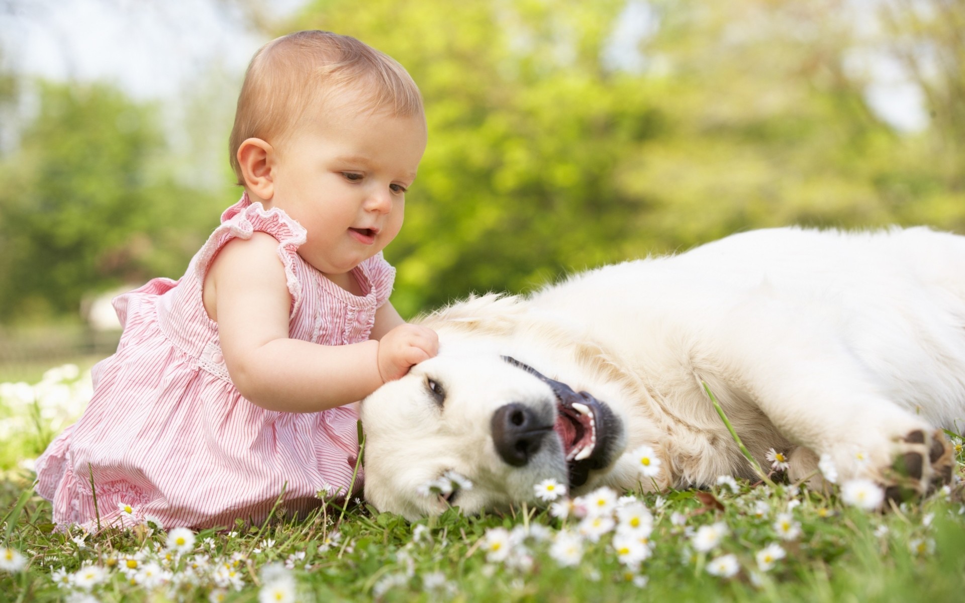 bonito pequeno grama natureza bebê bebê verão ao ar livre parque diversão amor feno gramado cão flores