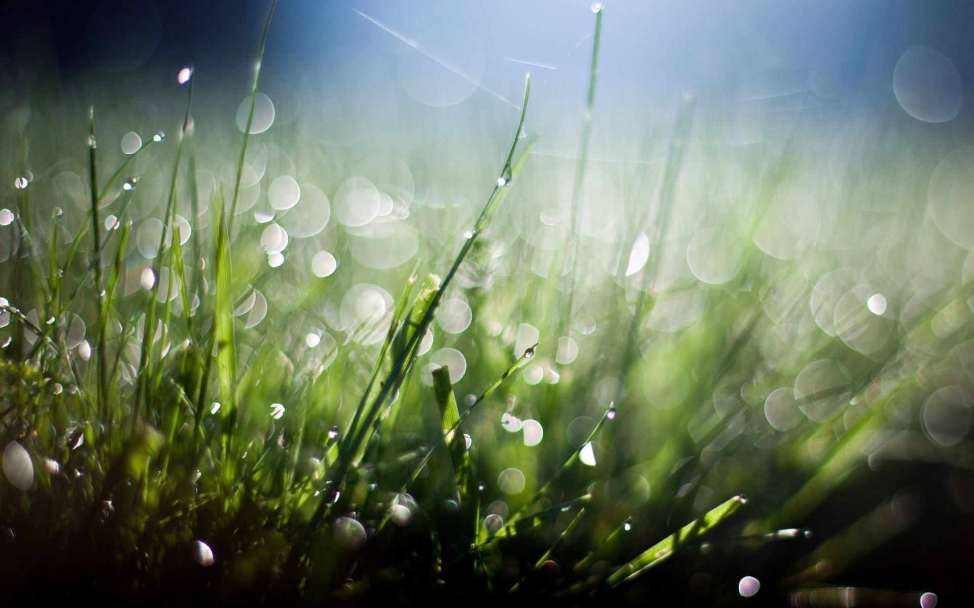 grama gramado orvalho feno campo queda desktop flora amanhecer jardim chuva natureza sol verão cor exuberante brilhante bom tempo borrão frescura