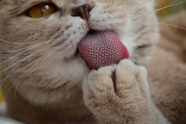 Um gato bonito lambe a pata