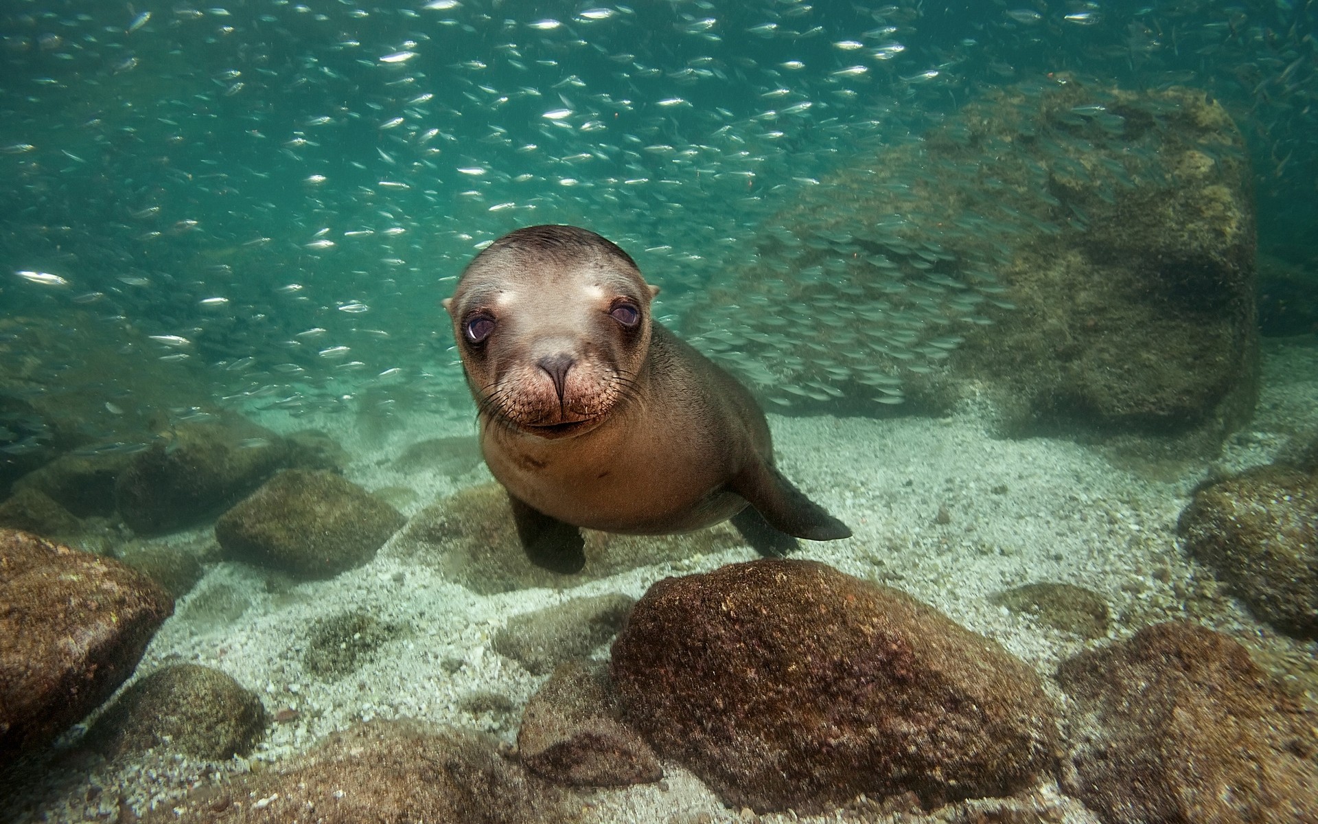 animais debaixo d água oceano peixes natação mar água fuzileiro naval vida selvagem mergulho