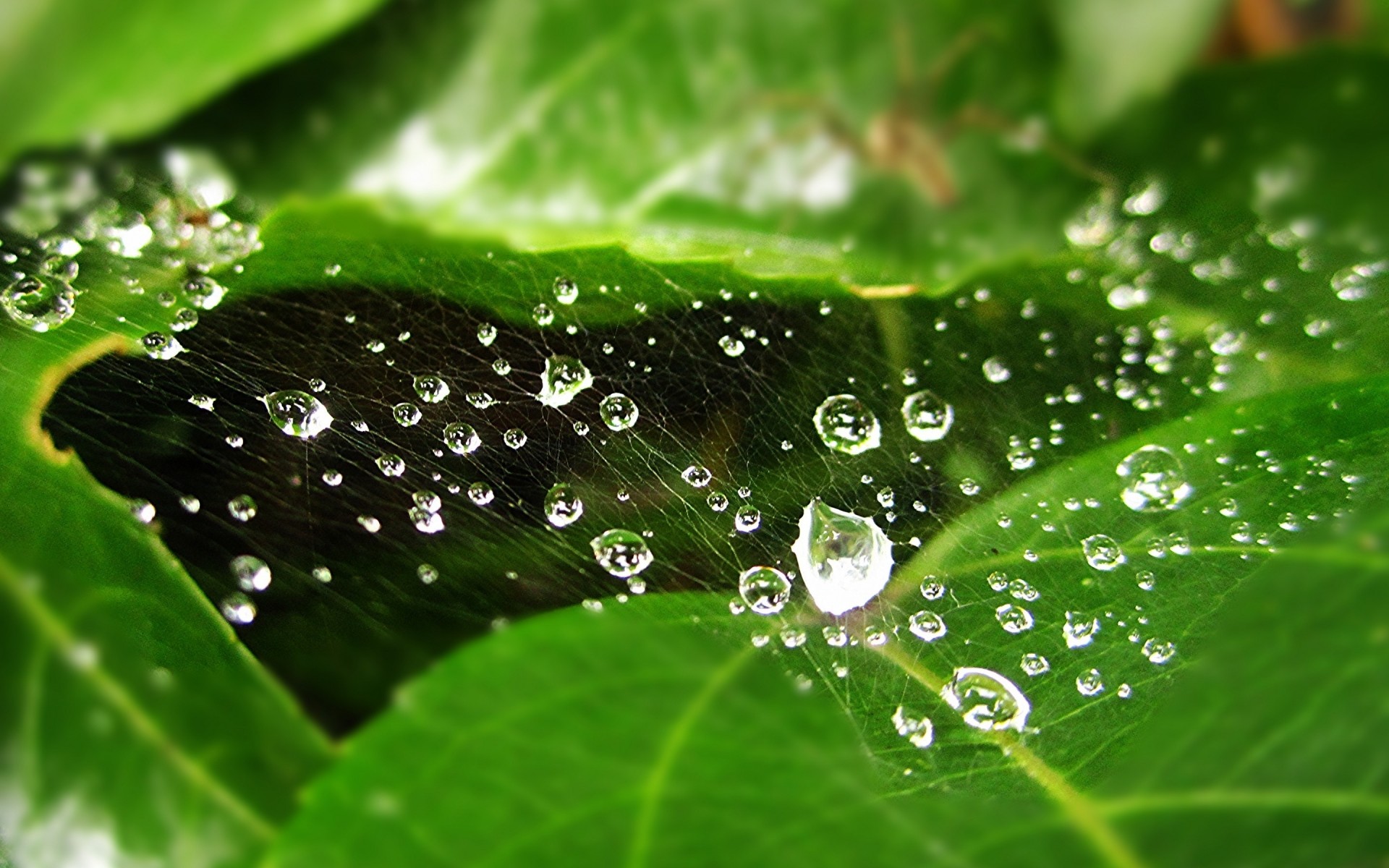 orvalho chuva queda gotas molhado folha gotas flora água pureza vertedouro frescura natureza jardim crescimento líquido orvalho meio próximo gotas de água drew. web aranha