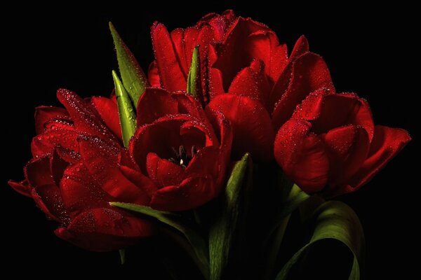 Flores vermelhas tulipas em fundo preto