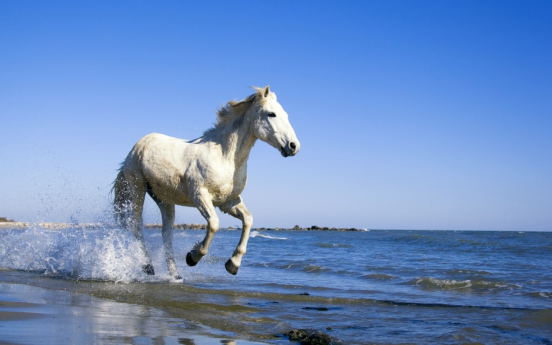 animais mamífero cavalo mare ao ar livre água cavalaria céu natureza animal verão liberdade pregos oceano livre relaxante