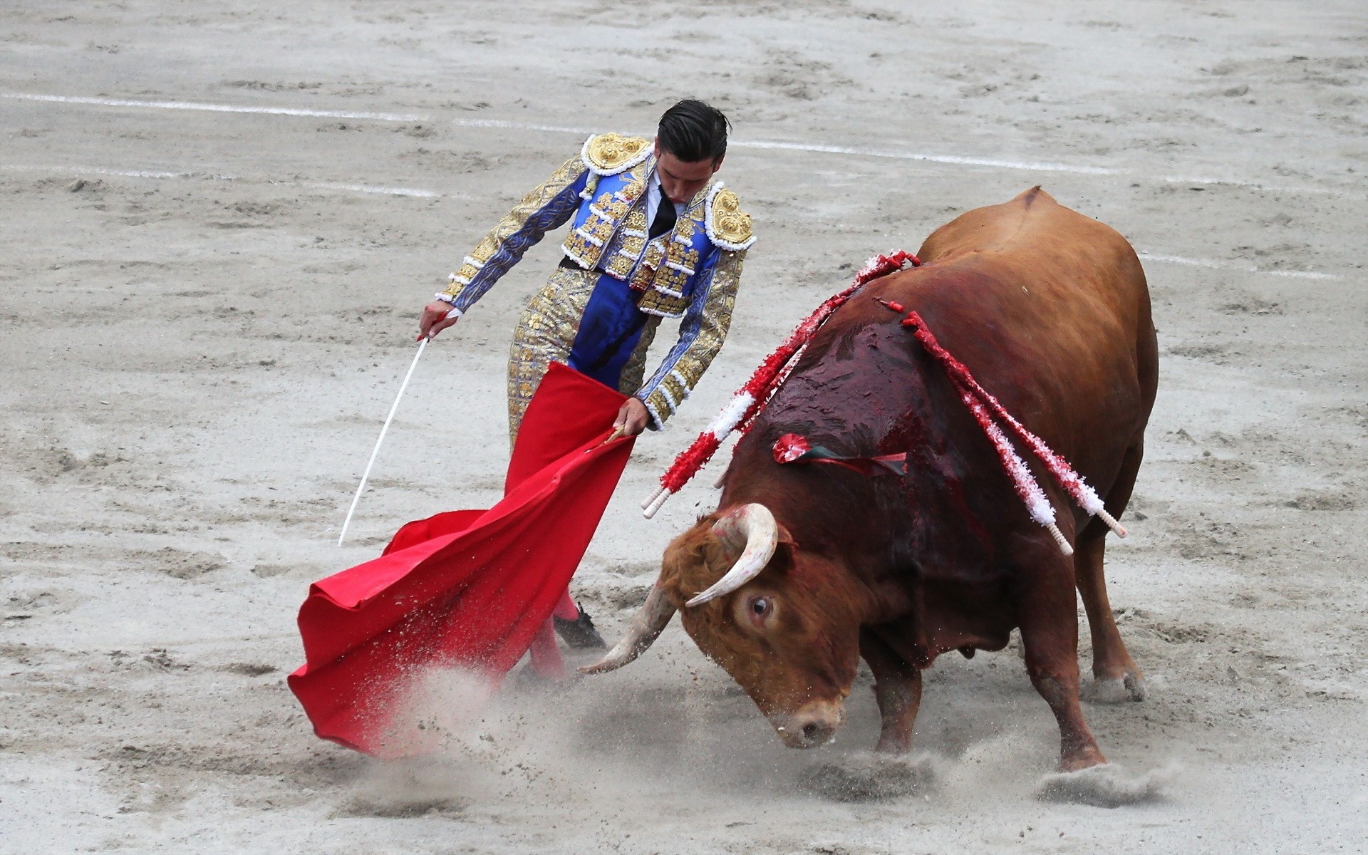 touro toureiro competição gado arenas coragem sangue estádio gado homem ação lutador combate festival esporte