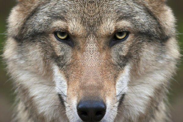 Lobo em estado selvagem