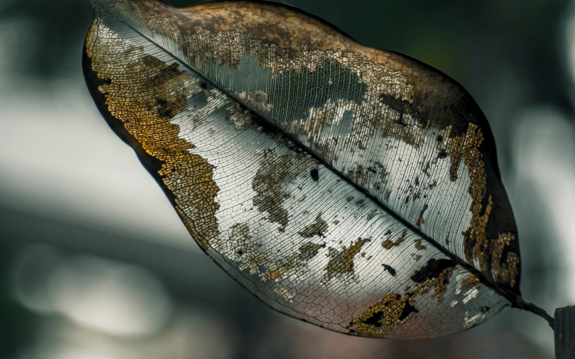 natureza sozinho animal desktop folha