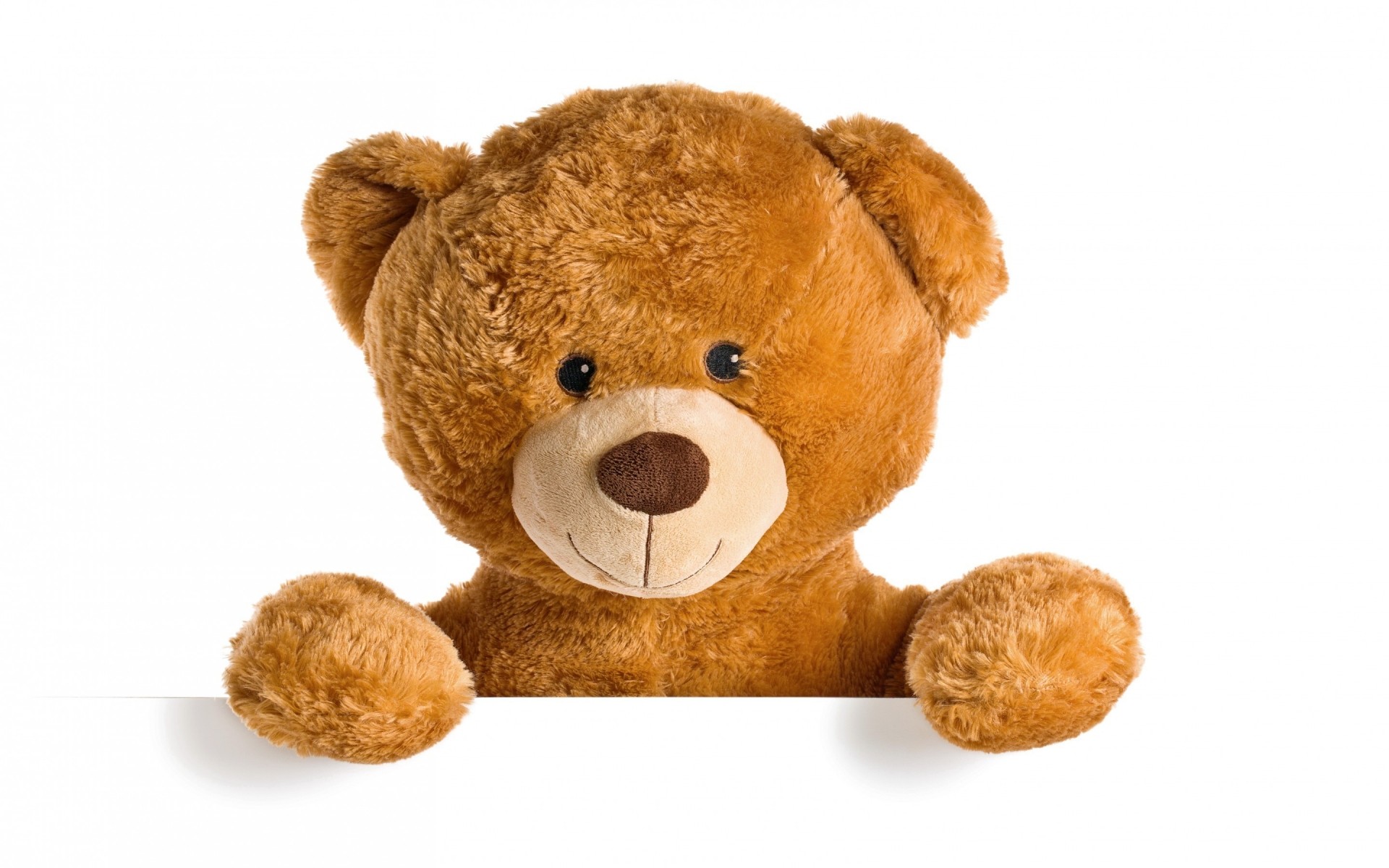 teddy isolado brinquedo fofa pequeno engraçado pele estúdio para baixo de pelúcia animal área de trabalho sentar cão adorável mamífero pastelaria animal de estimação urso ursinho de pelúcia