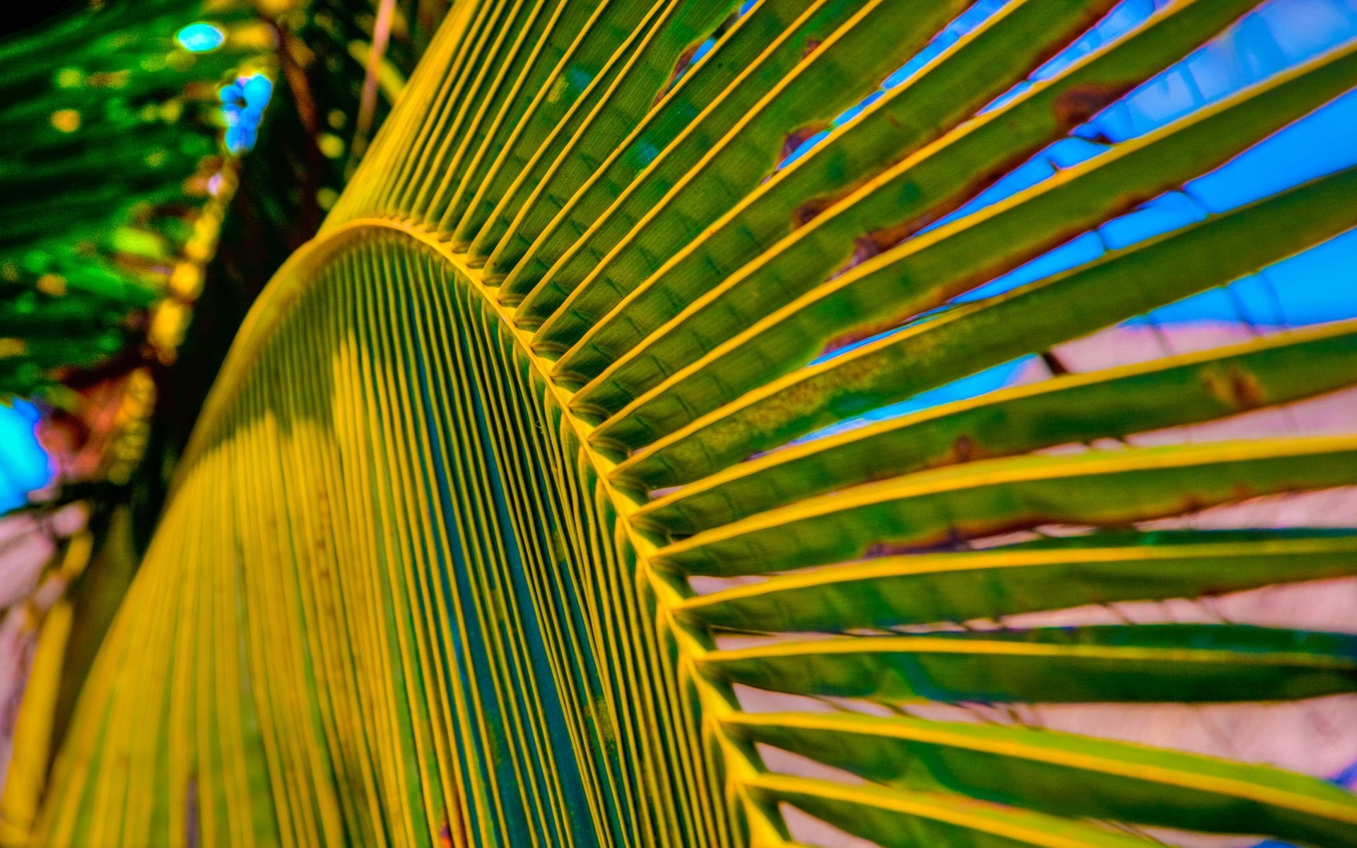 tropical palma brilhante cor natureza desktop abstrato árvore padrão verão design exóticas coco textura viagens frond palma folha