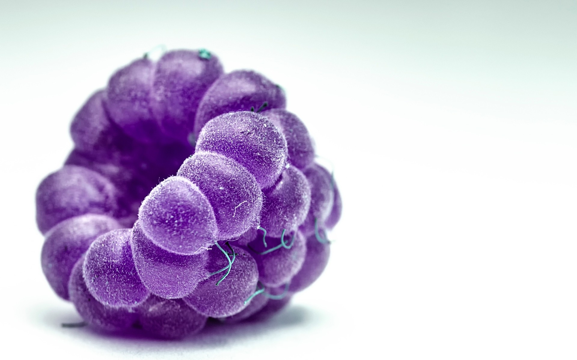 natureza área de trabalho close-up cor flora isolado framboesa macro frutas baga