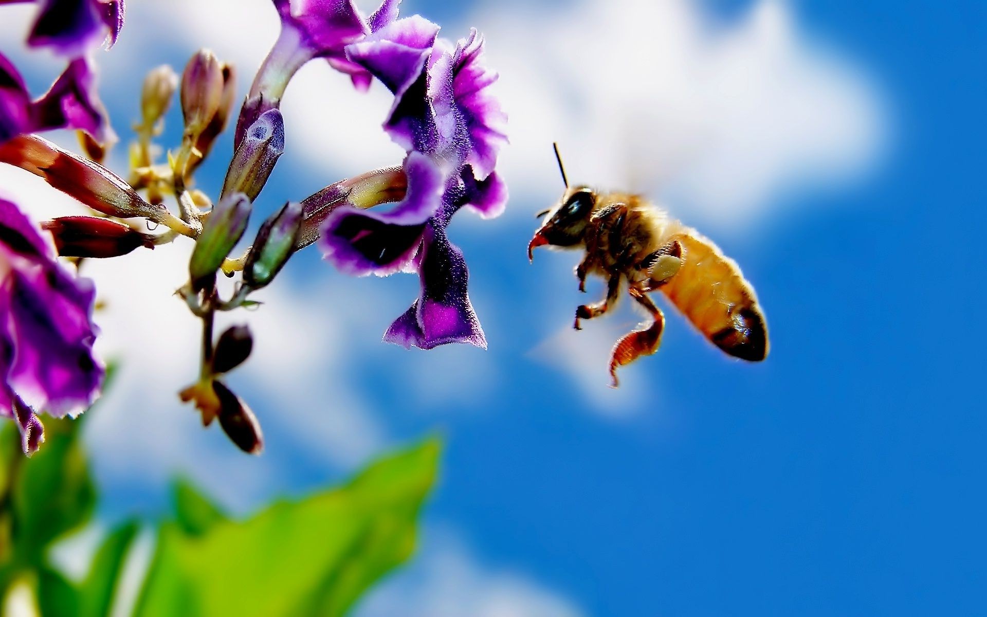 animais abelha natureza inseto flor mel pólen ao ar livre polinização verão flora vespa abelhas abelha folha borrão jardim selvagem néctar bom tempo